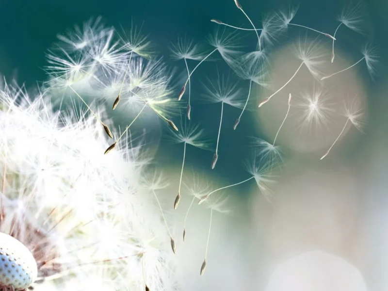 Hay Fever, Pollen, Grasses – Could the Solution Lie in the Microbiome?